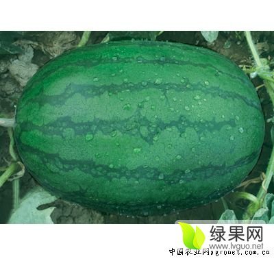 龙卷风价格