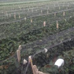 走过路过不要错过巨峰葡萄籽大，无公害套袋栽