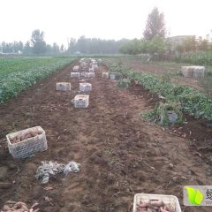 藁城红薯随行就市, 质量好 口感绵甜