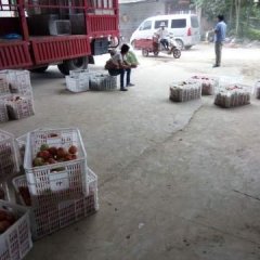 江苏丰县硬粉西红柿上市货量大