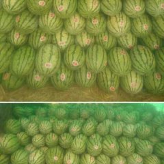 甘肃会宁金城5号西瓜长势旺盛