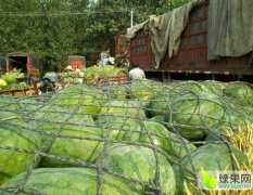 通许西瓜质量上乘通许崔蓝彬诚信合作