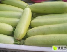 2016东昌府西葫芦价格波动不大