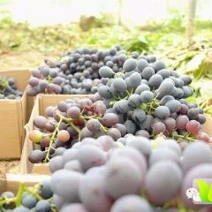 封丘葡萄口感爽口,现已经成熟，多个品种