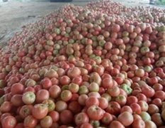 东昌府西红柿名优产品，果形园，耐运输