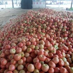 东昌府西红柿名优产品，果形园，耐运输