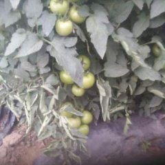 喀喇沁旗西红柿名优产品,王爷李路举诚信合作