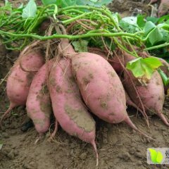 开封 红薯 正火热上市！！！