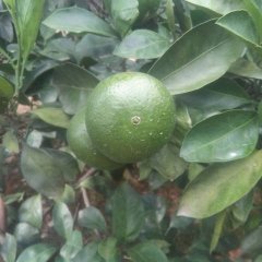 富川麦岭莫福亮7月特早柑柑橘