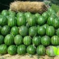 公主岭怀德杨领意7月地雷瓜西瓜