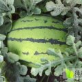 吉林农安百臣西瓜著名品种