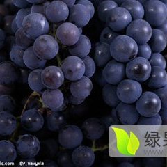 大荔大荔党力康7月夏黑葡萄