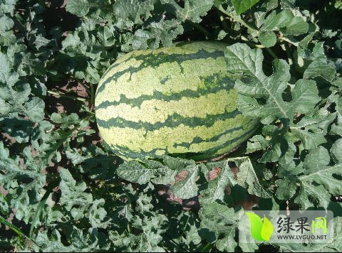 西农八号价格