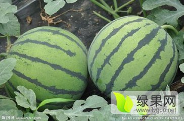 2016年河南扶沟花皮无籽价格