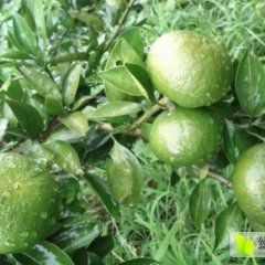 广西贺州是富川果蔬基地之一