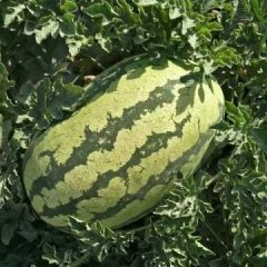 内蒙鄂前旗十万亩毛乌素沙漠压沙瓜无公害瓜