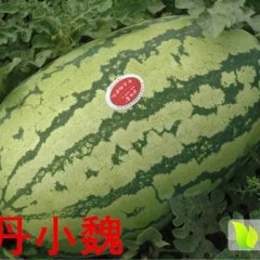 7月内蒙古赤峰金城5号、冠龙、天丰西瓜大量上市