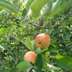 临猗东张老朱7月红苹果