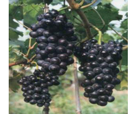 永年张西李聚涛7月夏黑葡萄