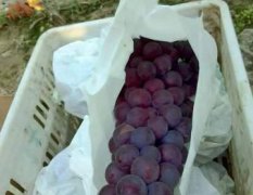 大荔两宜黄永强8月户太葡萄