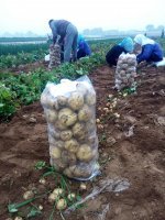 凌海荷兰系列土豆【货源充足】【价格便宜】