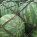 通许东羊芦学威7月花皮无籽西瓜