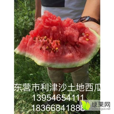 西农八号价格