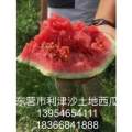 利津明集鞠安达6月西农八号西瓜
