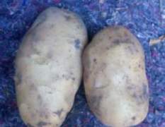 即墨金口王海7月雪川，荷兰15马铃薯种薯