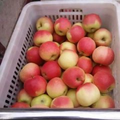 临猗闫家高伟7月嘎啦苹果