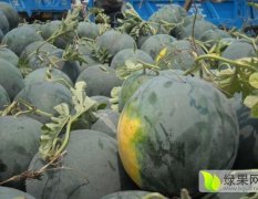 河南扶沟黑皮无籽西瓜靓大甜
