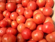 唐山乐亭西红柿大量上市了