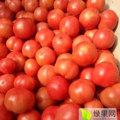 唐山乐亭西红柿大量上市了