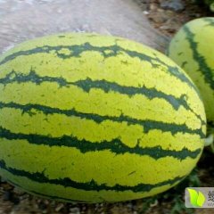 内蒙古翁牛特旗金城5号西瓜著名品种