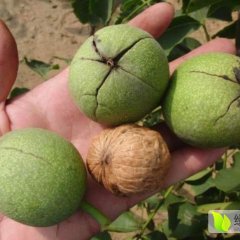 2016大荔核桃今年价格有看点