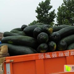 2016郯城黑皮冬瓜大量上市，价格便宜