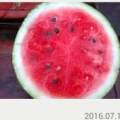 河南扶沟龙卷风西瓜产销两旺