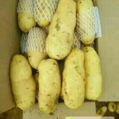 昌邑围子刘佃学5月荷兰十五土豆