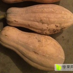 湖南华容金韩密本南瓜上货量大
