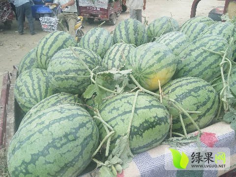 新红宝价格