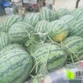 山东东明新红宝西瓜名优产品