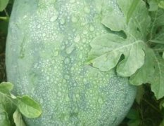 深泽大量出售自家种植的400多亩未开园的西瓜