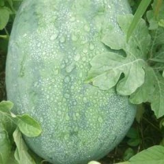 深泽大量出售自家种植的400多亩未开园的西瓜