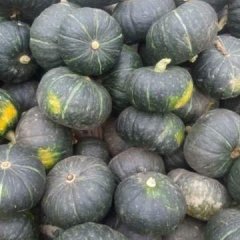 2016乌拉特前旗绿皮南瓜上市了