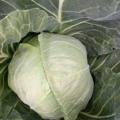 围场甘蓝上货量大,棋盘张新杰诚信合作