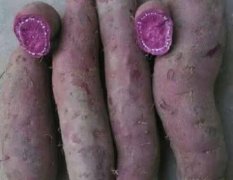 鄄城红薯：紫薯供应甘薯味道甜糯可口