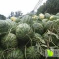 2016夏邑西瓜现在订货有惊喜
