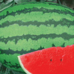 2016定边西瓜俏销大江南北