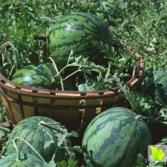 2016会宁西瓜现在订货有惊喜