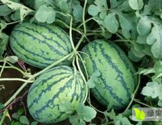 2016合阳西瓜今年价格有看点